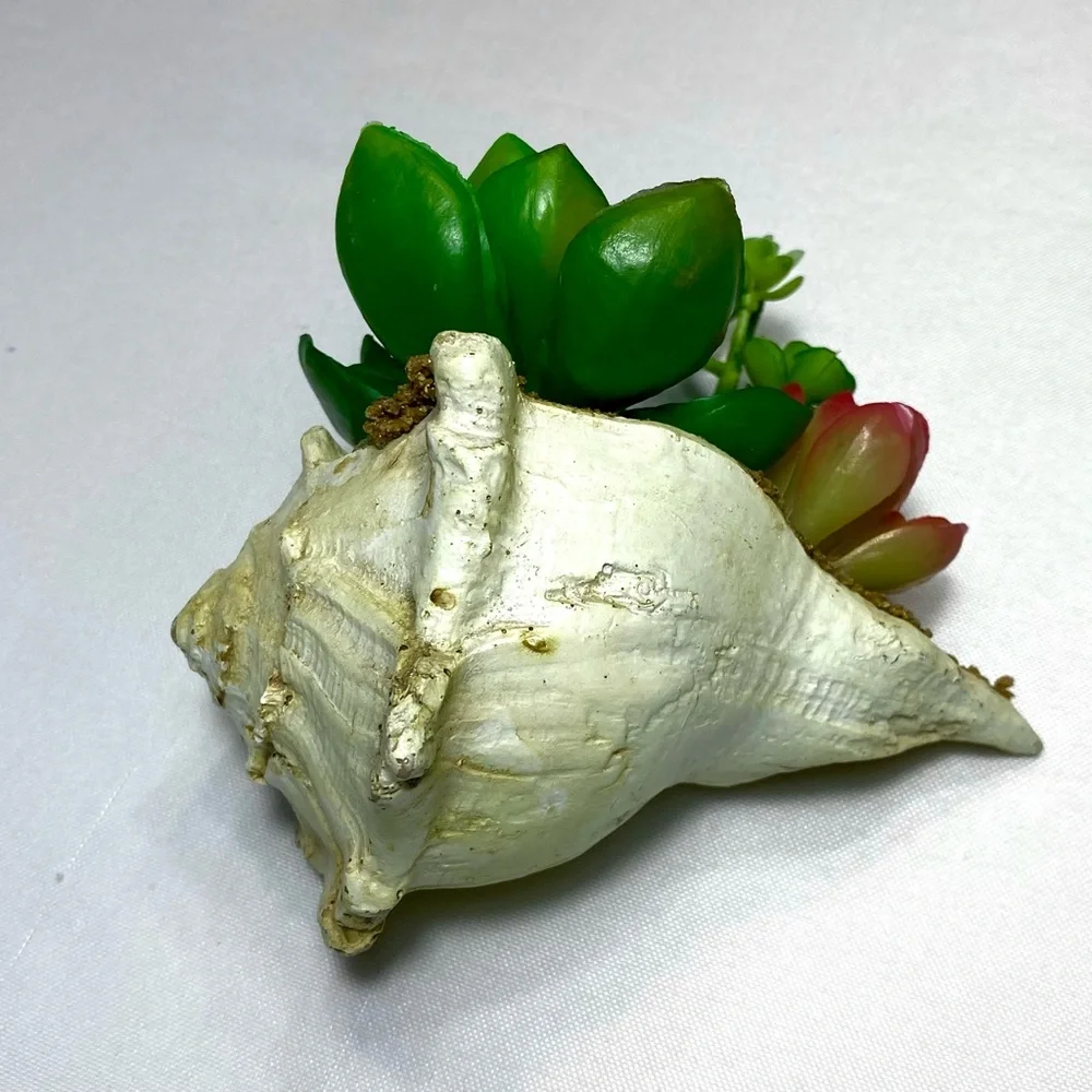 SUCCULENT GARDEN IN SHELL 5 inches